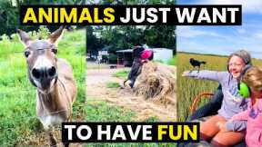HILARIOUS Animal Moments CAUGHT On Camera - TOP 13