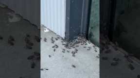 Hundreds of lantern flies cover the sidewalk in NYC