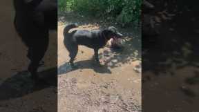 Lucy the dog loves her mud baths