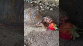 Watch and enjoy the satisfying ASMR of turtle eating strawberry!