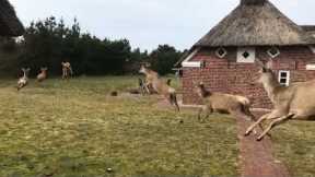 Family come stunningly close to HUGE herd of leaping deer