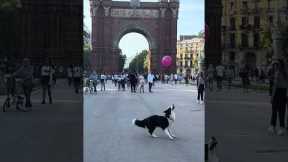 Adorable Dog Playing With Balloon At Arc De Triomf