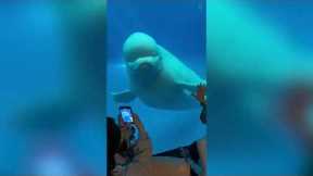 'Annoyed' Beluga whale snaps at tourists banging on aquarium's glass in Taiwan