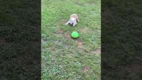 Dog Startled By Spontaneous Ball Transformation