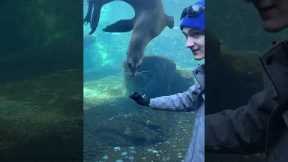 Curious sea lion swims and follows zoo visitor's hand