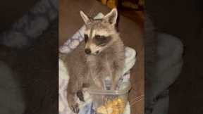 Lillie the Raccoon Enjoys a Late-Night Snack