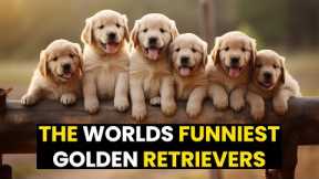 TOP 21 - The BEST Of Golden Retrievers | You Won't Stop LAUGHING!