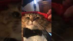 Adorable cat dresses up as a vampire for Halloween
