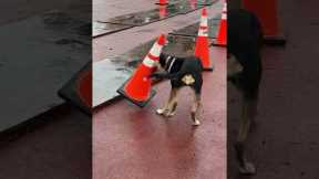 Good citizen dog puts knocked over traffic cone