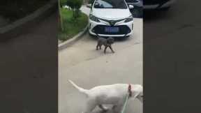 Overexctied pooch knocked over when he collides with dog friend