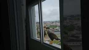 Two Falcons sit on a window and groom each other