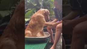 Pet Golden Retriever cools off in water tub