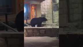 Bear sneaks up behind man to eye up his KEBAB