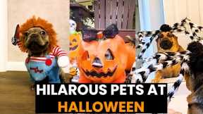 HALLOWEEN SPECIAL - Top 23 Hilarious Pets