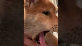 Tiny shiba inu puppy has the cutest yawns