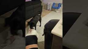 Pet Labrador drags owner around kitchen