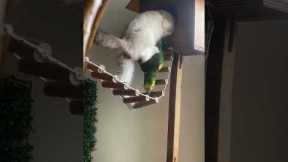 Cat Steals The Birdhouse
