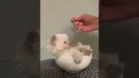 Adorable fluffy cat relaxes in a soup bowl