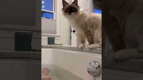 Cat jumps inside bathtub and has immediate regret