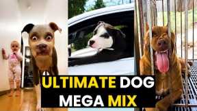 The ULTIMATE Dog MEGA Mix | Top 93 Funniest Dog MOMENTS