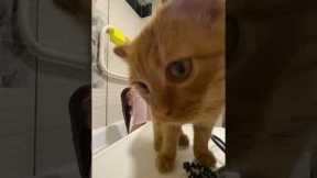 Cat Chipsik joins owner for hair wash in adorable video