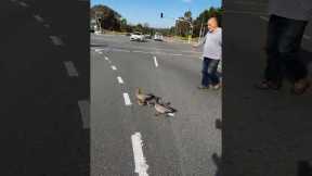 Escorting a family of duckling across a busy road