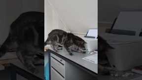 Cat hilariously flinches at every noise printer makes
