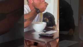 Hungry dachshund takes a bite of man's noodles