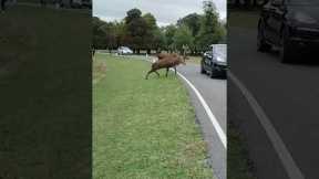 'Laughing' deer charges head first at Porsche
