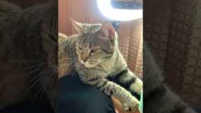 Pet cat keeps customer company at spa treatment