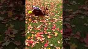 Tiny cowboy rides on dogs back - hilarious costume!