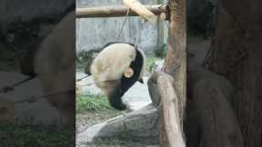 Playful panda accidentally falls from ladder
