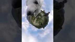Adorable dog runs around while holding 360° camera