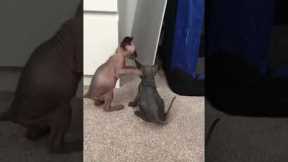 Sphynx kittens have a fun time playing