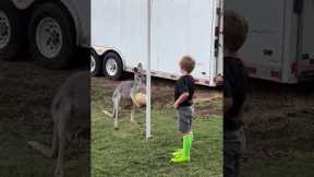 Kid plays tetherball with tame kangaroo in Texas