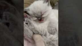 Sleeping Kitten's Tiny Tongue