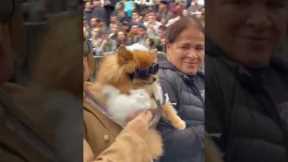 Dozens of dogs cheered as they parade NYC