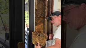 Intricate operation as colony of 30,000 bees removed from inside wall