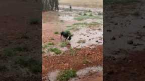 Mama Dog Saves Her Three Puppies From Storm