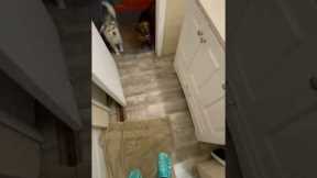 Clever man lures dogs into bathroom using treats