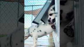 Impatient puppies try to squeeze through pet door all at once