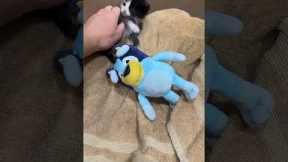 Tiny Kitten Takes a Tumble Backwards