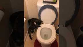 Cat Loves To Watch The Toilet Flush