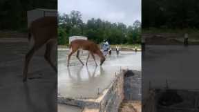 Deer Wants To Be A Construction Worker Too