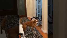 Brave dog isn't afraid of jumping spider Halloween decoration
