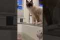 Cat jumps inside bathtub and has