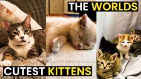 The WORLDS Cutest Kittens - TOP 43 Cutest Cats Compilation