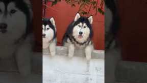 Two pet huskies peer over garden wall