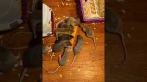 Pet Rats Wrestle Over Baguette