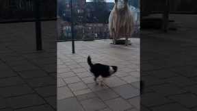 Sheepdog tries to herd a giant statue of a sheep